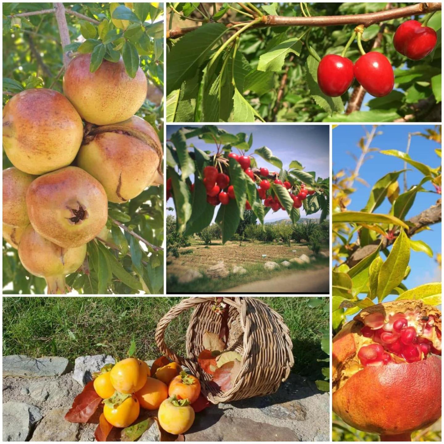 Agri Art Villa San Benedetto Ullano Eksteriør bilde