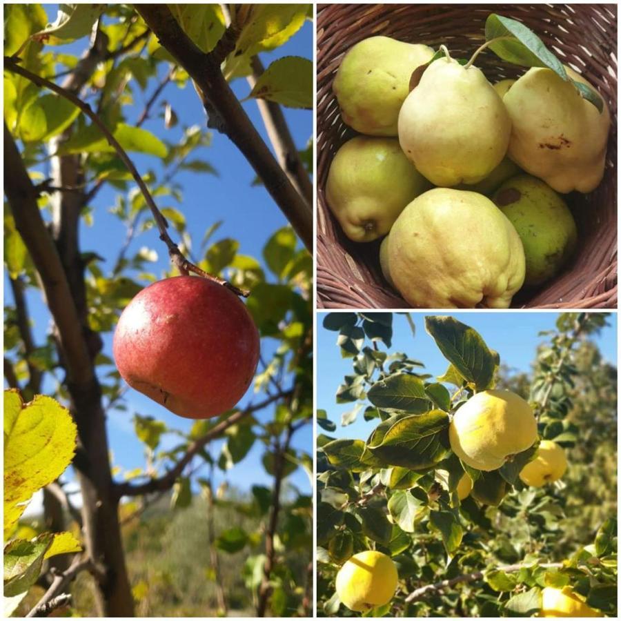 Agri Art Villa San Benedetto Ullano Eksteriør bilde