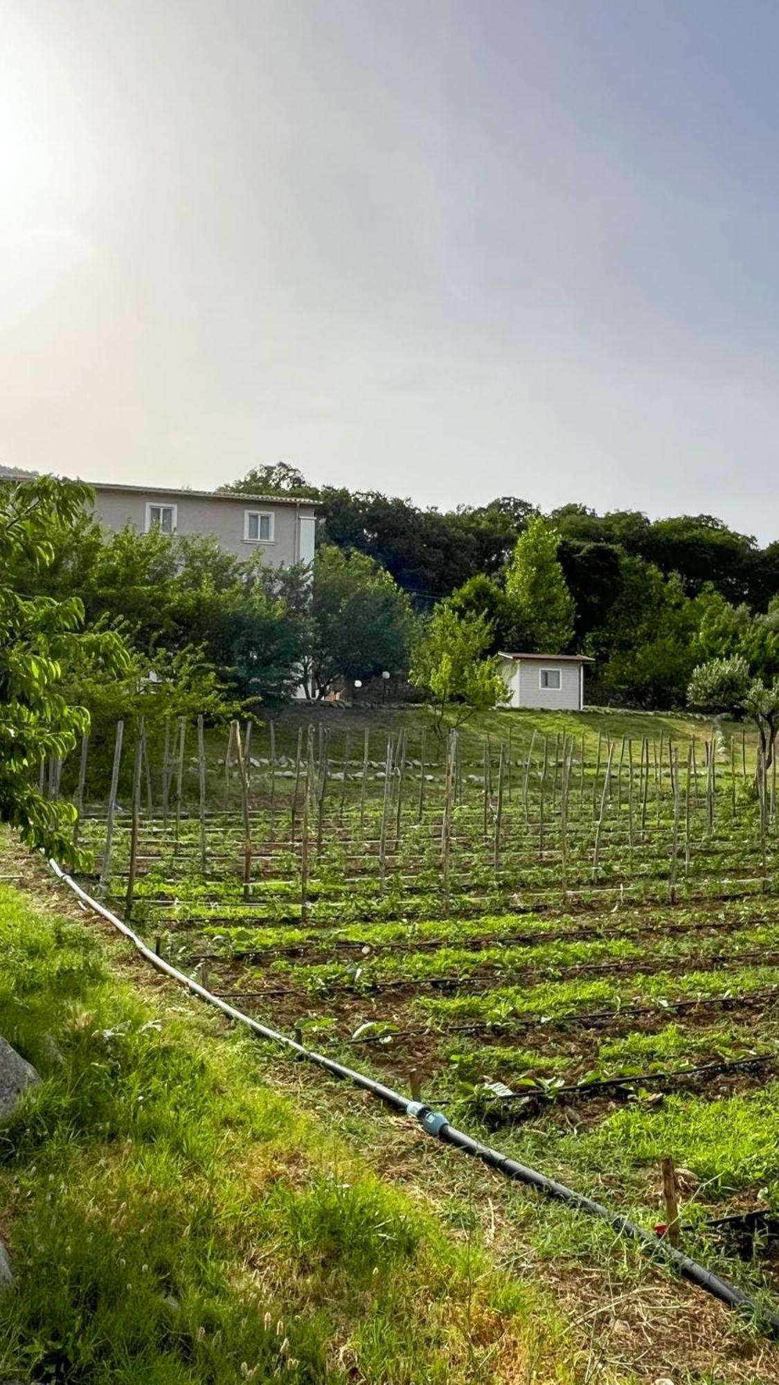 Agri Art Villa San Benedetto Ullano Eksteriør bilde